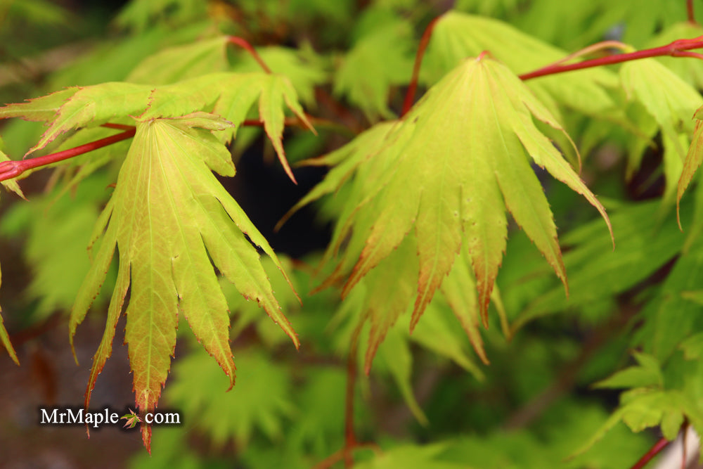 Acer shirasawanum '6910' Full Moon Japanese Maple