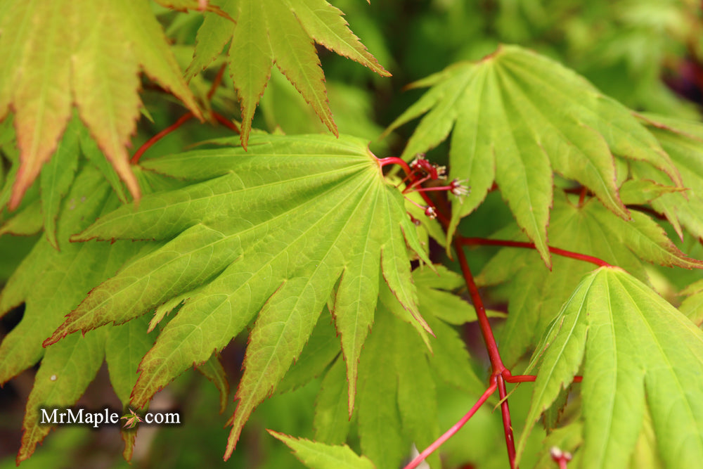 Acer shirasawanum '6910' Full Moon Japanese Maple