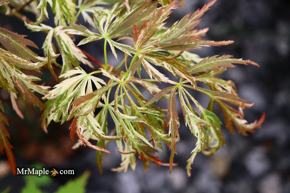 Acer palmatum 'Toyama nishiki' Japanese Maple