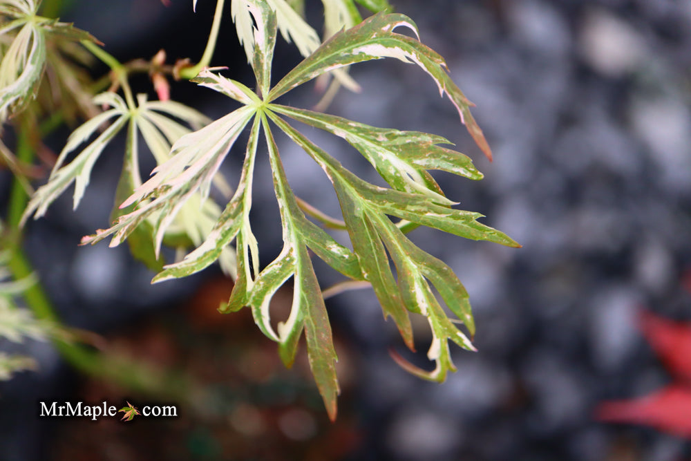 Acer palmatum 'Toyama nishiki' Japanese Maple