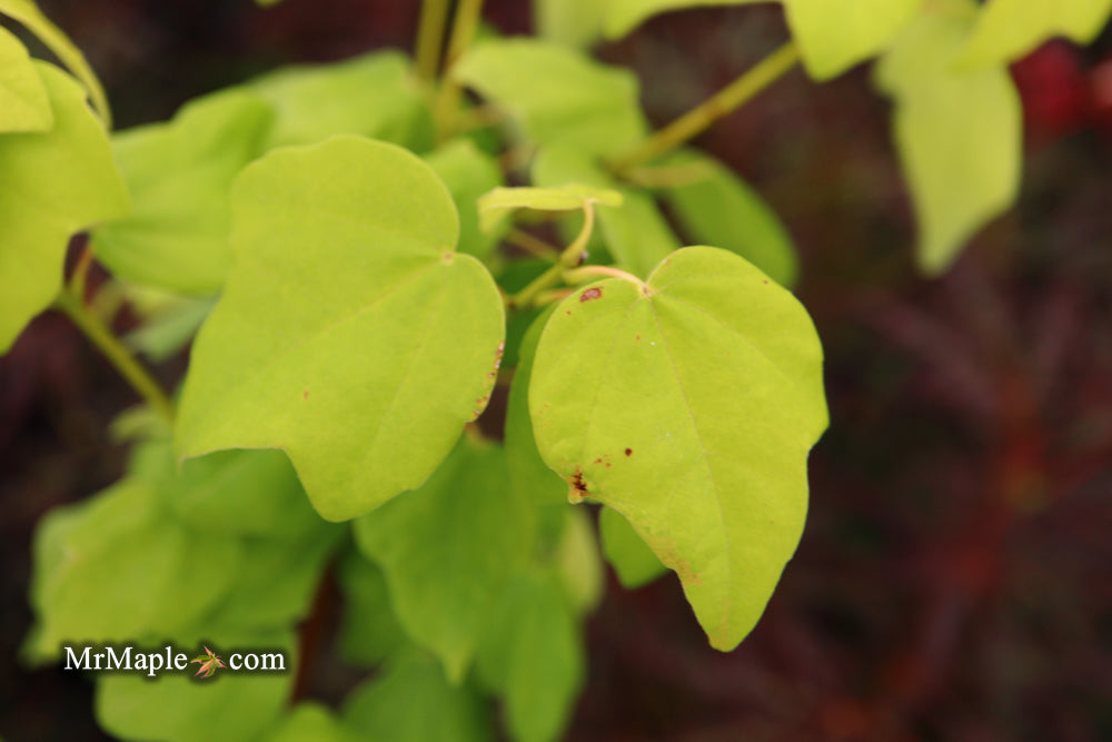 Acer buergerianum ssp formosanum Taiwanese Trident Maple