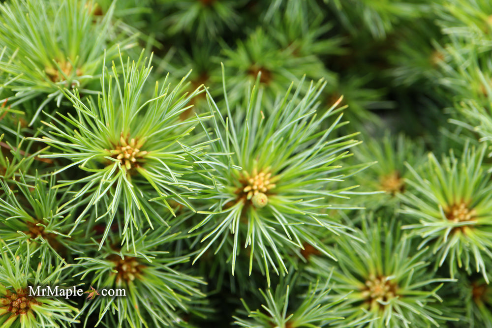 Pinus strobus 'Sea Urchin' Dwarf White Pine Tree