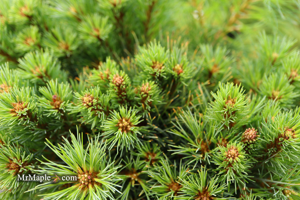 Pinus strobus 'Sea Urchin' Dwarf White Pine Tree