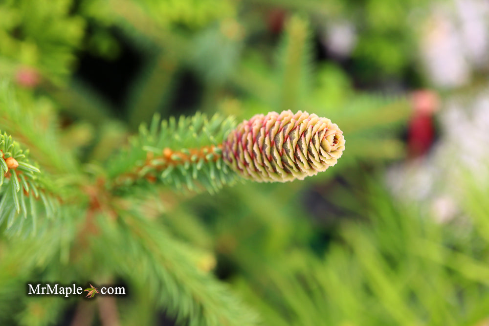Picea abies 'Chub' Norway Spruce