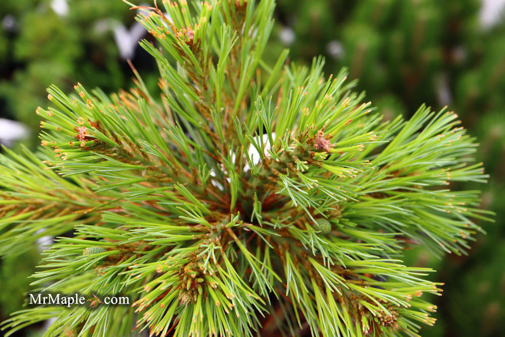 Pinus strobus 'Blue Shag' Dwarf White Pine Tree