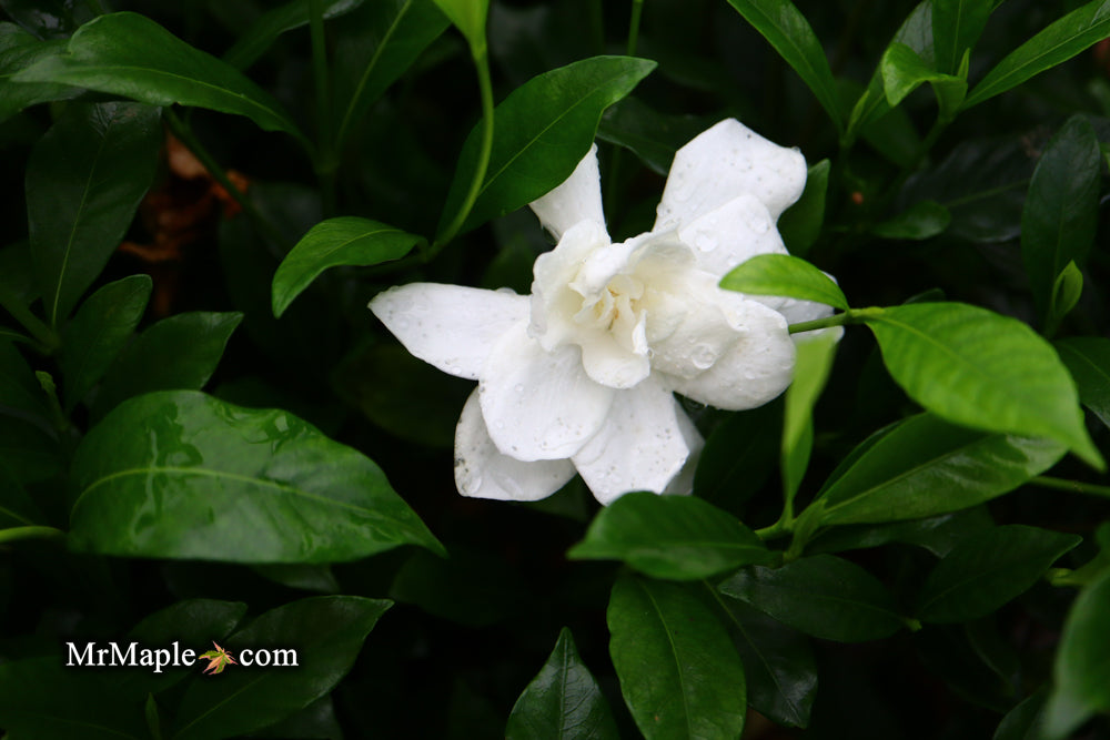 Gardenia jasminoides 'August Beauty' Fragrant White Flowering Gardenia