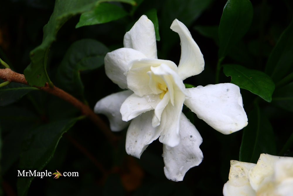 Gardenia jasminoides 'August Beauty' Fragrant White Flowering Gardenia