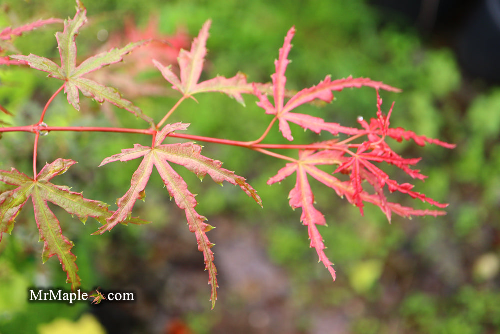 Acer palmatum 'Beni komachi' Japanese Maple