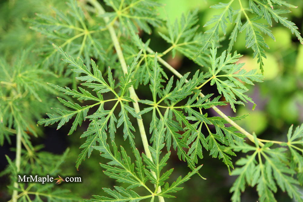 Acer palmatum 'Seiryu' Japanese Maple