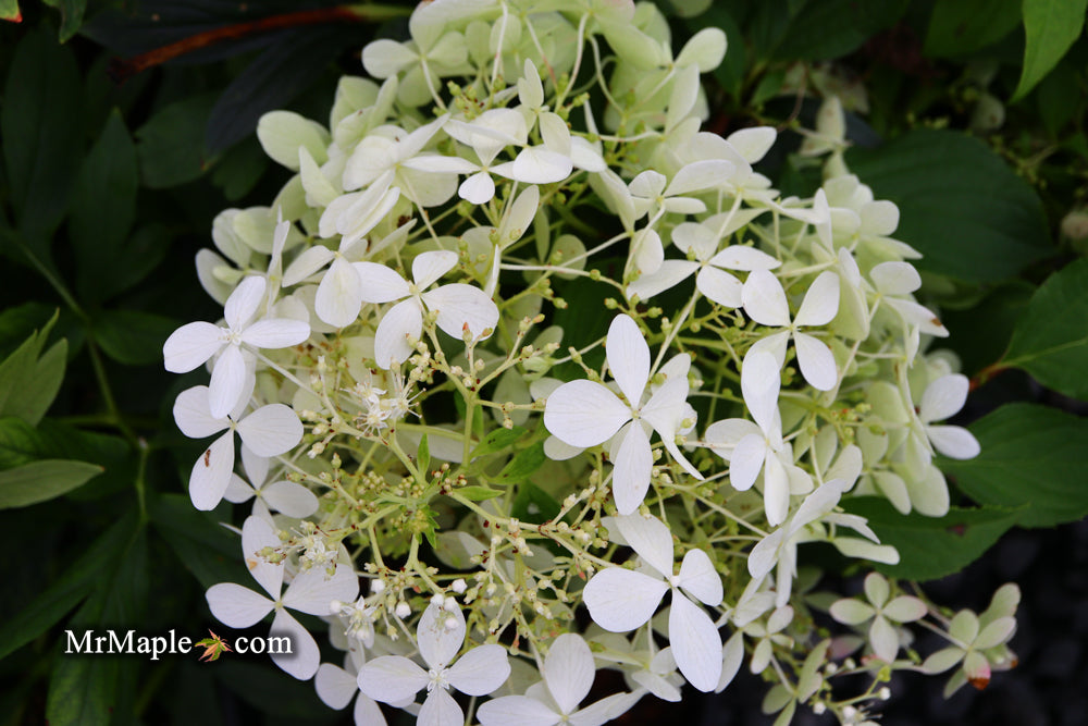 Hydrangea paniculata 'Phantom' White Panicle Hydrangea