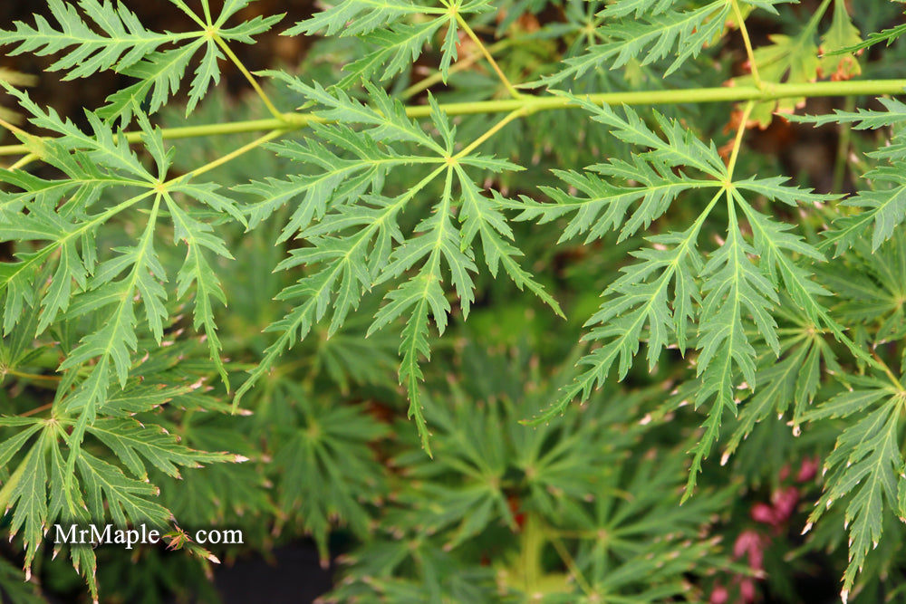 Acer palmatum 'Pendula Angustilobum' Rare Japanese Maple