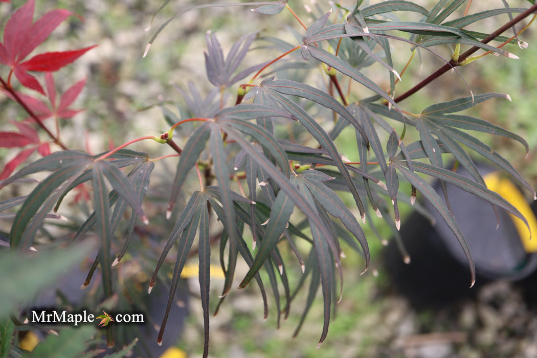 Acer palmatum 'Miyama nishiki' Japanese Maple
