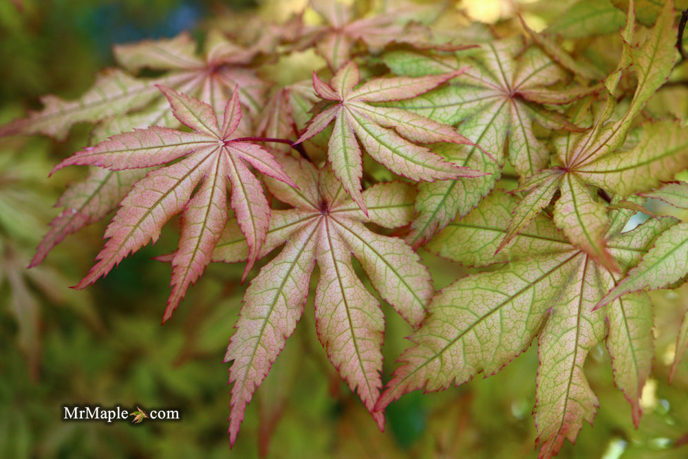 FOR PICK UP ONLY | Acer palmatum 'Amber Ghost' Japanese Maple | DOES NOT SHIP