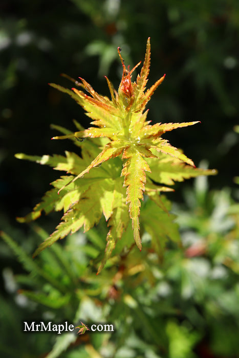 Acer palmatum 'Incognito' Dwarf Japanese Maple