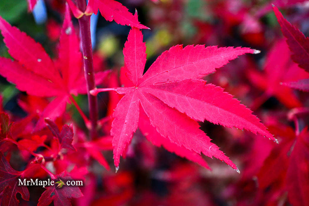 Acer palmatum 'Jim's Memory' Dwarf Red Japanese Maple