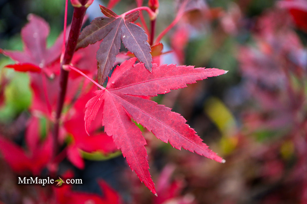 Acer palmatum 'Jim's Memory' Dwarf Red Japanese Maple