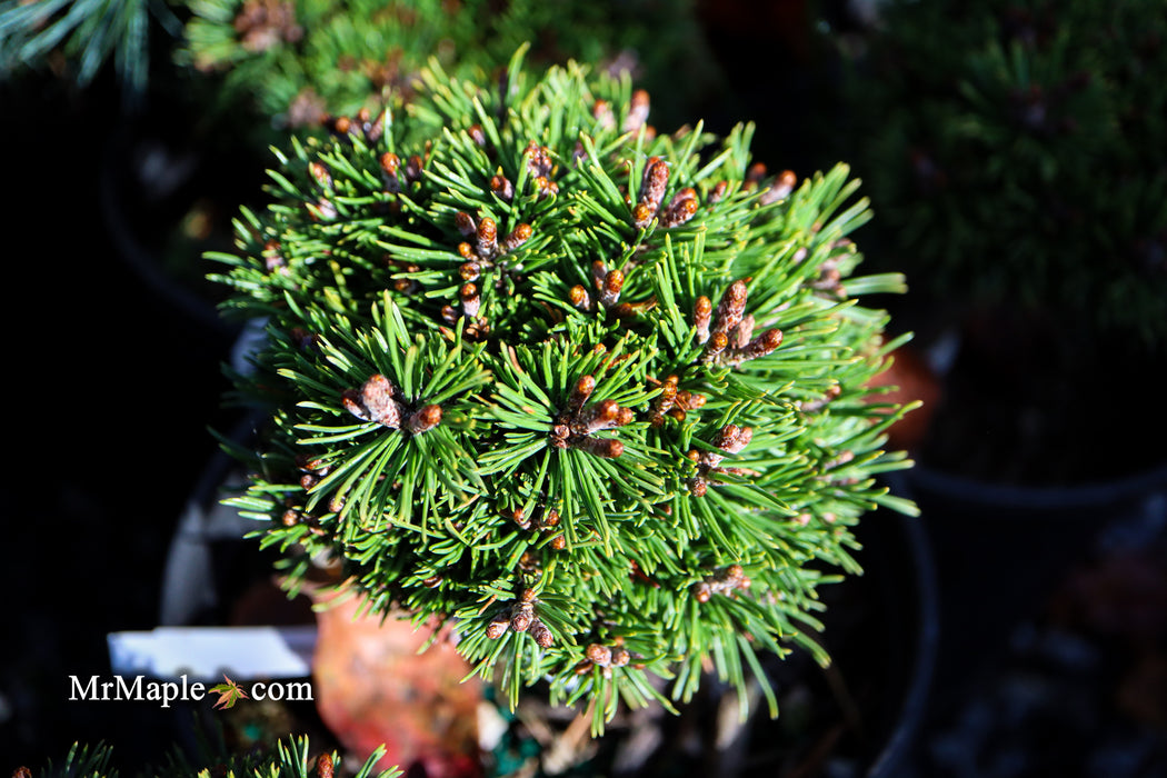 Pinus mugo 'Little Delight' Dwarf Mountain Pine Tree