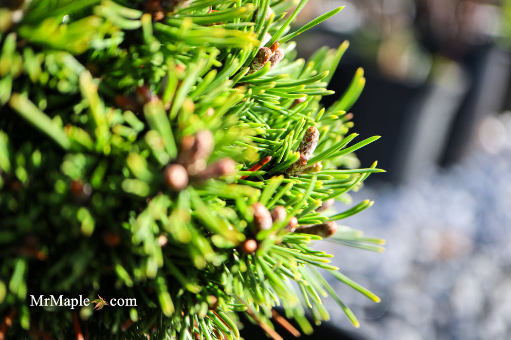 Pinus mugo 'Little Delight' Dwarf Mountain Pine Tree
