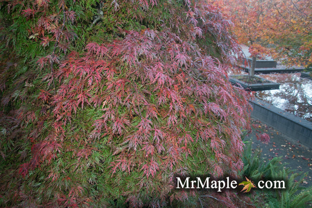 Acer palmatum 'Orangeola' Japanese Maple
