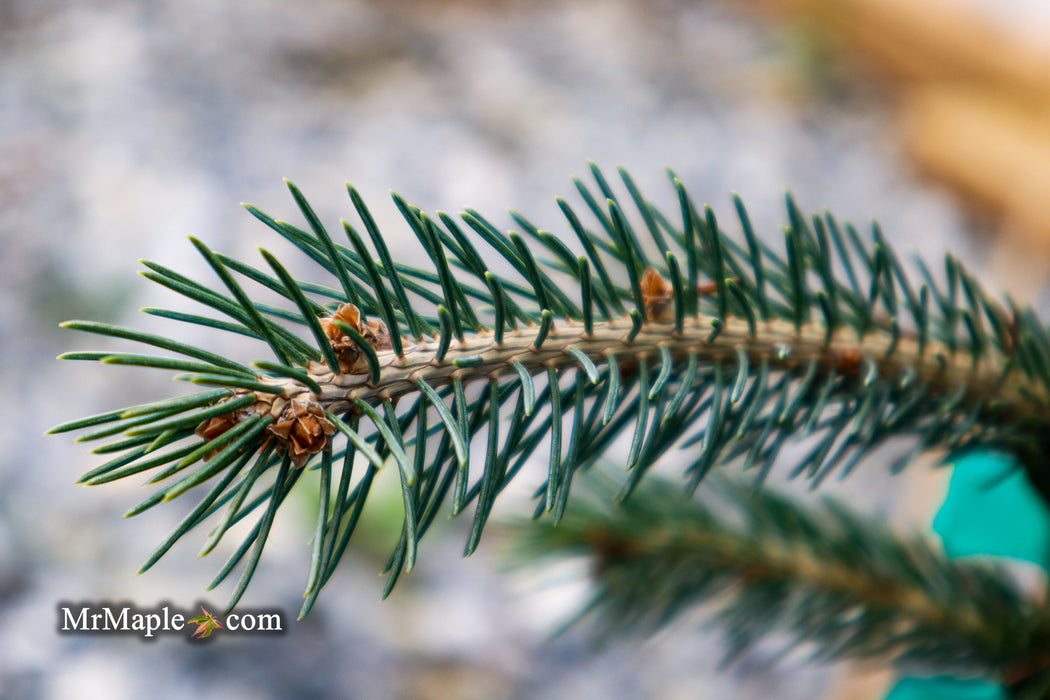 Picea glauca ‘Pendula' Spruce