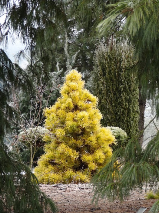Pinus contorta 'Chief Joseph' Dwarf Pine Tree