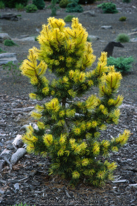 Pinus contorta 'Taylor's Sunburst' Dwarf Pine Tree
