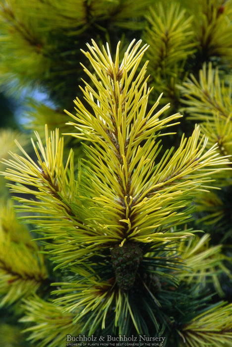 Pinus contorta 'Taylor's Sunburst' Dwarf Pine Tree