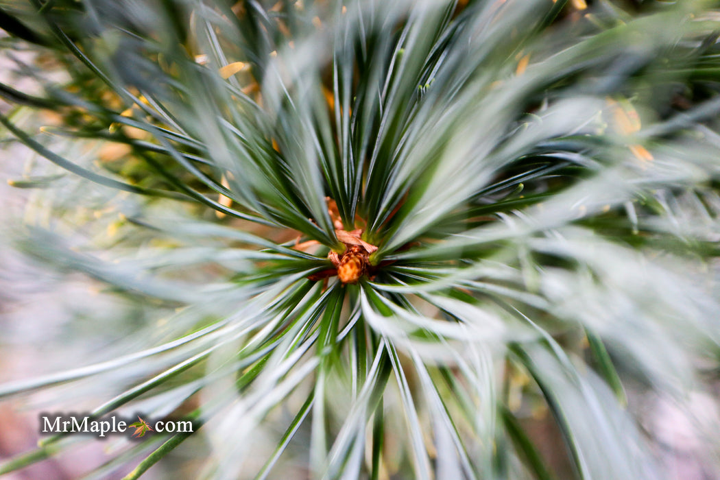 Pinus parviflora 'Templehof' Japanese White Pine