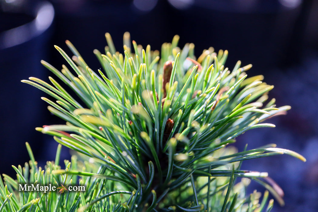 Pinus parviflora 'Tone' Japanese White Pine
