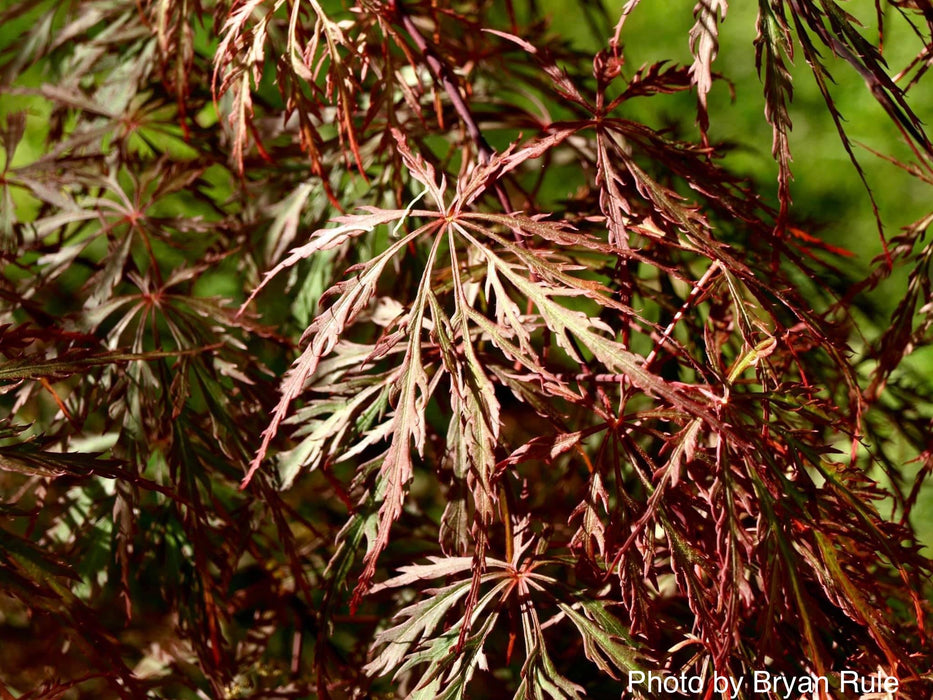 FOR PICKUP ONLY | Acer palmatum 'Ever Red' Weeping Red Japanese Maple | DOES NOT SHIP