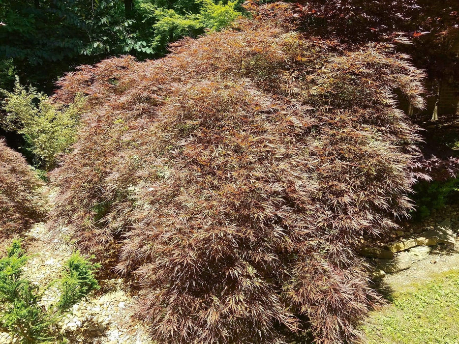 FOR PICKUP ONLY | Acer palmatum 'Ever Red' Weeping Red Japanese Maple | DOES NOT SHIP
