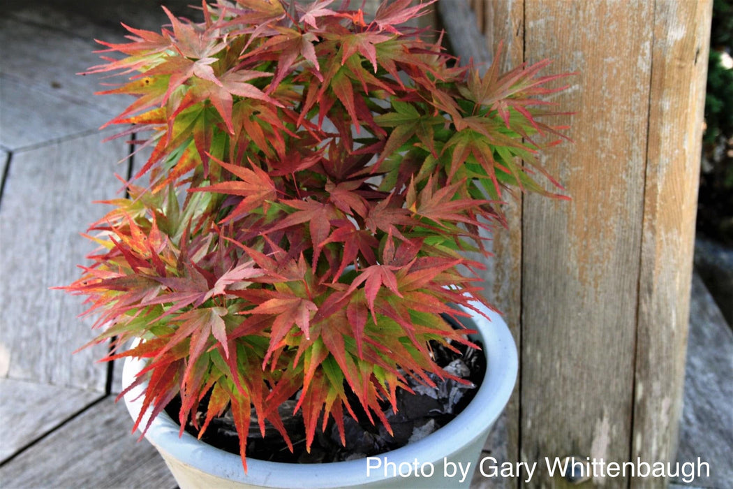 FOR PICK UP ONLY | Acer palmatum 'Mikawa yatsubusa' Dwarf Japanese Maple | DOES NOT SHIP