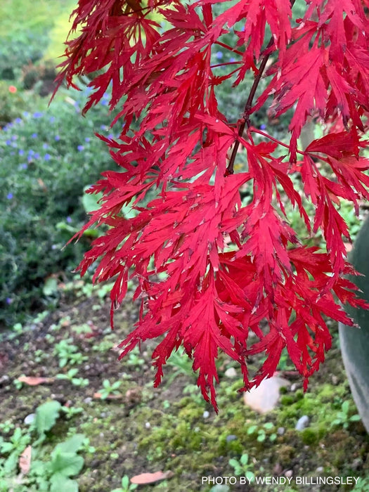 Acer palmatum 'Orangeola' Japanese Maple