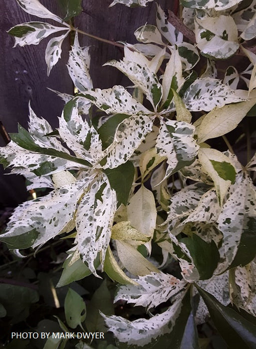 Parthenocissus quinquefolia 'Monham' Star Showers Virginia Creeper