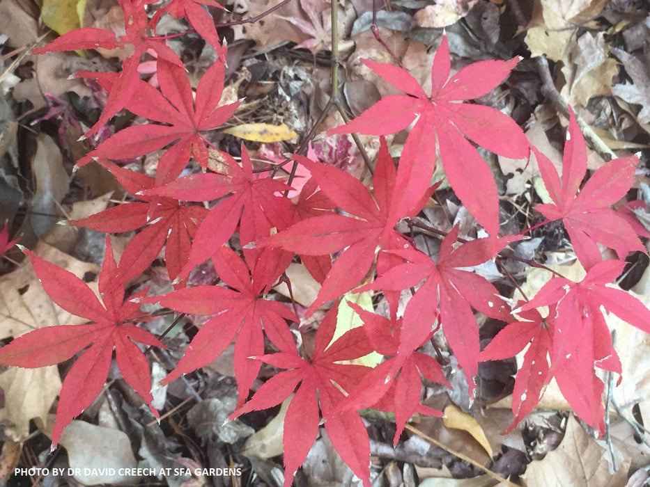 Acer palmatum 'Christy Ann' Green Japanese Maple