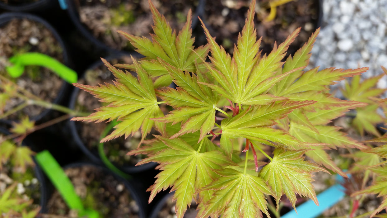 Acer palmatum 'Fall's Fire' Japanese Maple