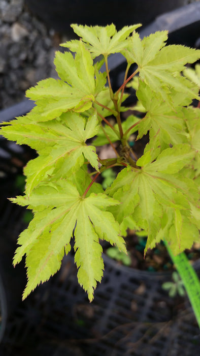 Acer palmatum 'Anne-Irene' Japanese Maple