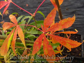 Acer palmatum 'Kinshi' Golden Threads Japanese Maple