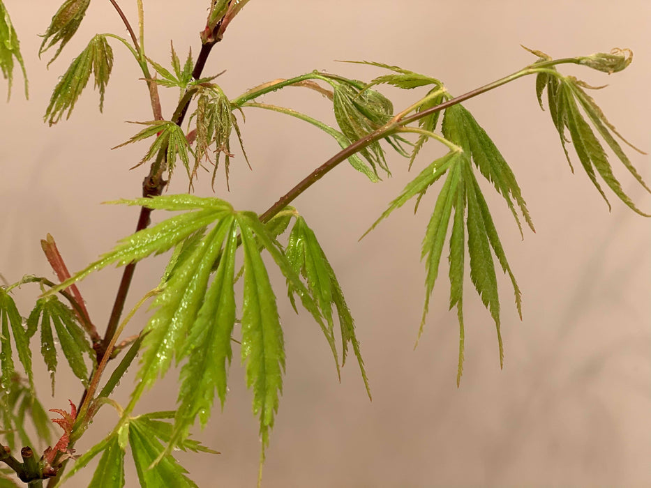 Acer palmatum 'Fascination' Japanese Maple