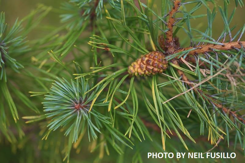 Pinus sylvestris 'Gold Coin' Winter Yellow Scots Pine
