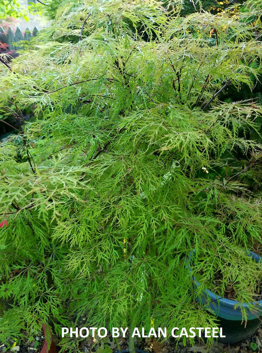 Acer palmatum 'Raraflora' Weeping Japanese Maple