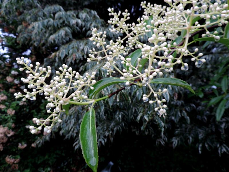 Viburnum henryi Rare Evergreen Flowering Viburnum