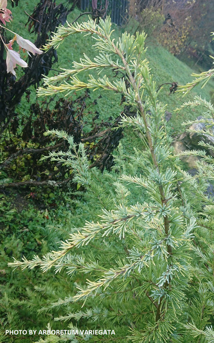 Cedrus deodara 'Lime Glow' Golden Himalayan Cedar