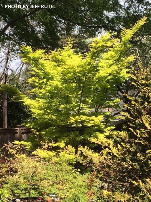 Acer palmatum 'Ueno yama' Japanese Maple