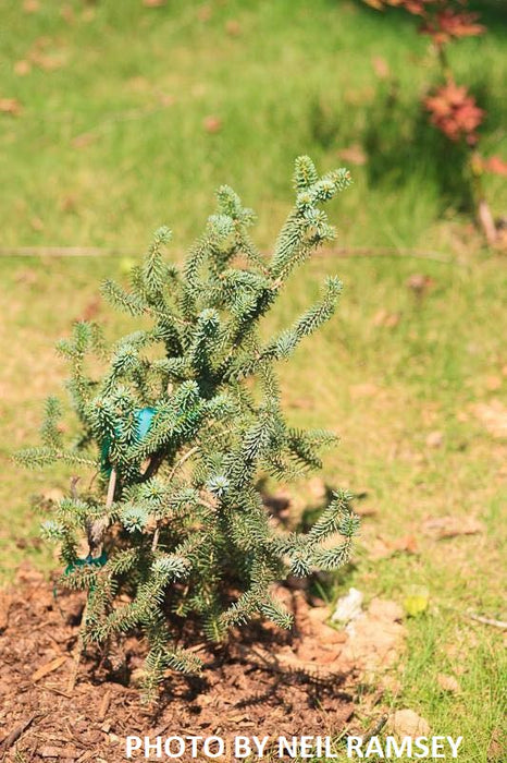 Abies pinsapo 'Glauca' Blue Spanish Grafted on Abies firma