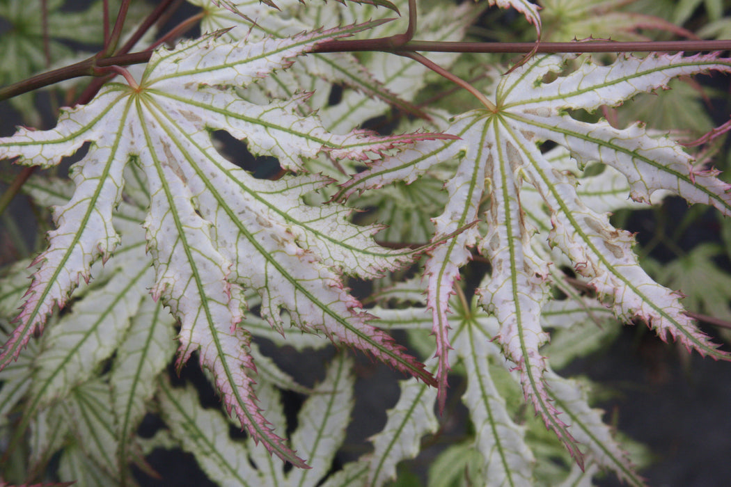 Acer palmatum 'First Ghost' Japanese Maple