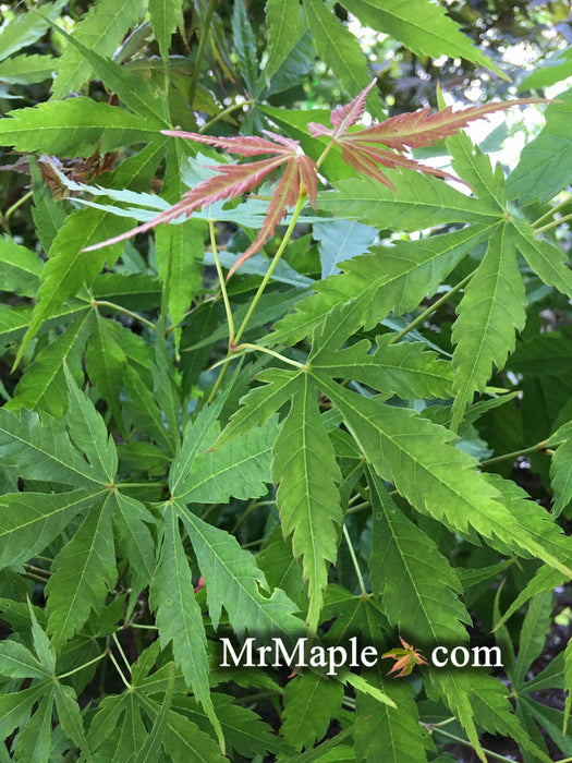 Acer elegantulum x palmatum 'Johnnie's Giant' Japanese Maple