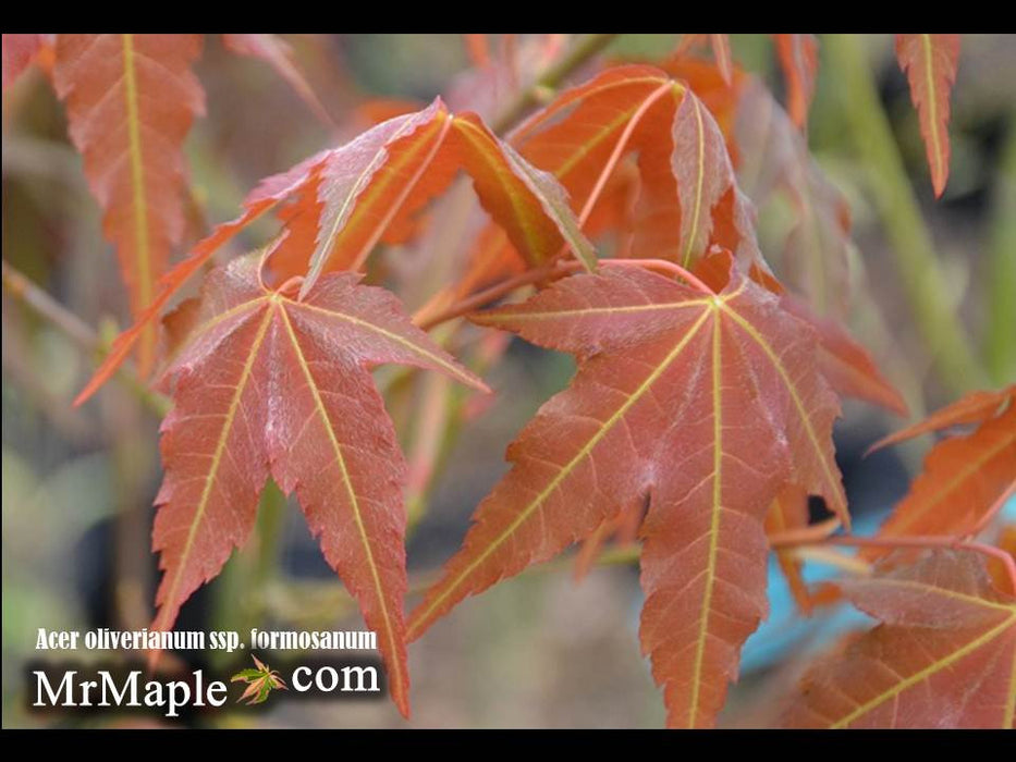Acer oliverianum ssp formosanum  - Ultimate Heat Tolerant Maple