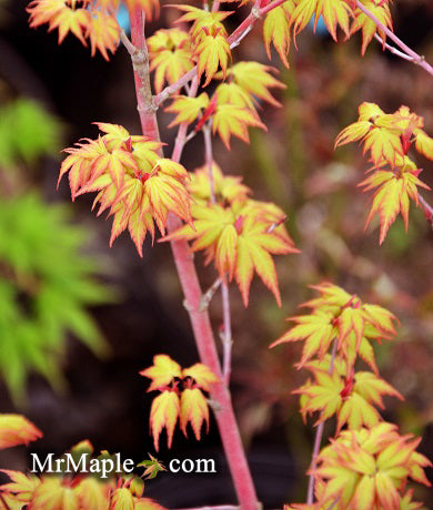 Acer palmatum 'Aka kawa hime' Dwarf Coral Bark Japanese Maple