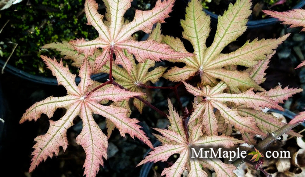 Japanese Maples for Shade Trees